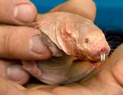 naked_mole_rat1.jpg